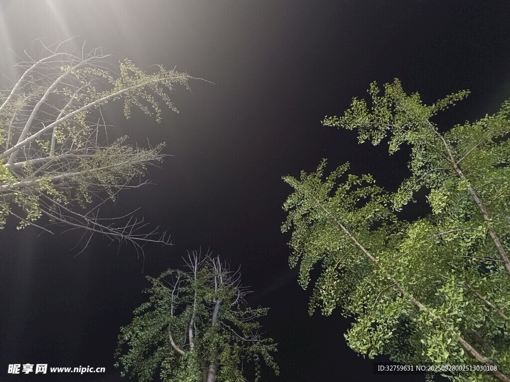 仰望夜空下的蔥郁樹木