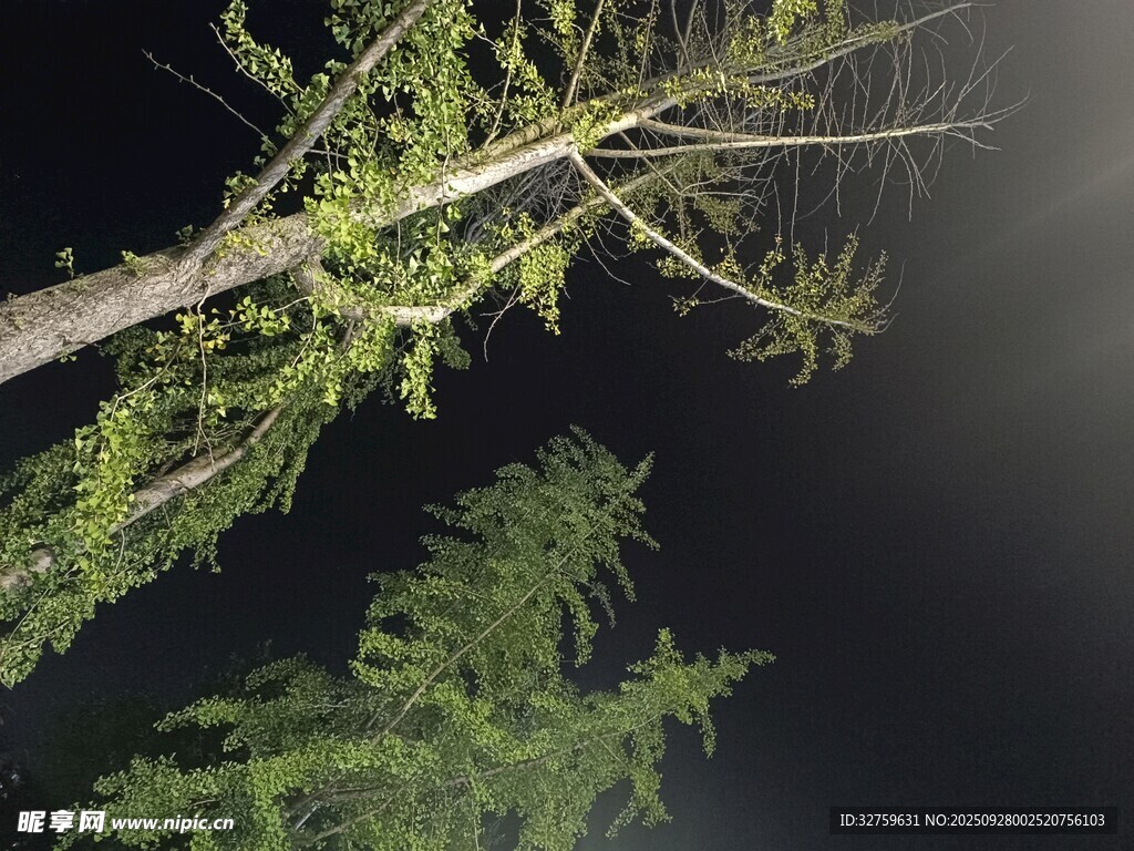 仰望夜空下的蔥郁樹木
