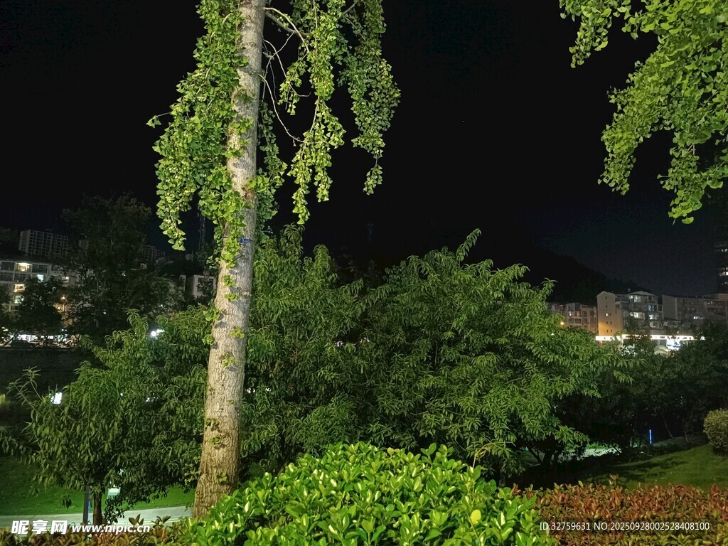 夜晚垂柳綠植景觀