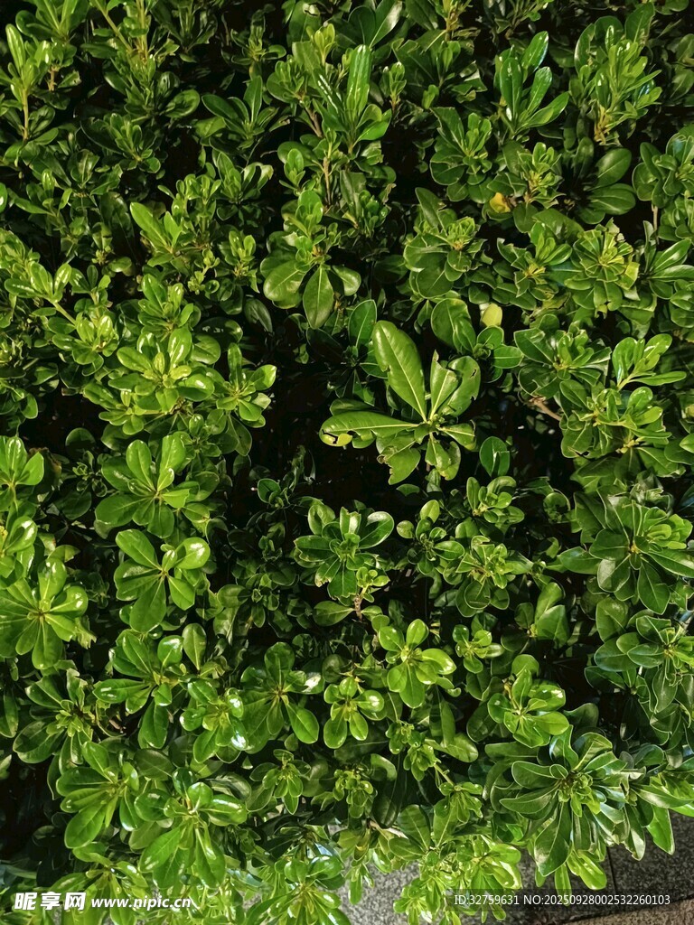 翠綠繁茂的綠植景觀