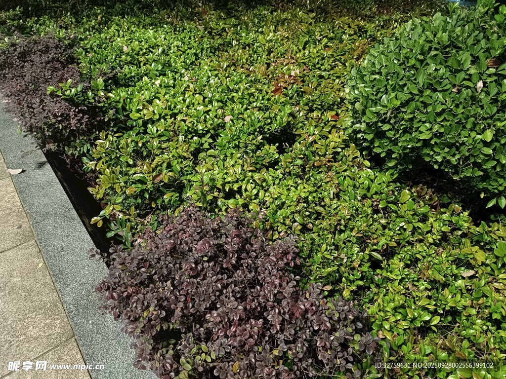 多彩綠植景觀