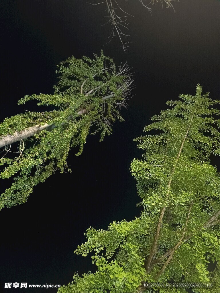 仰望夜空下的挺拔樹木