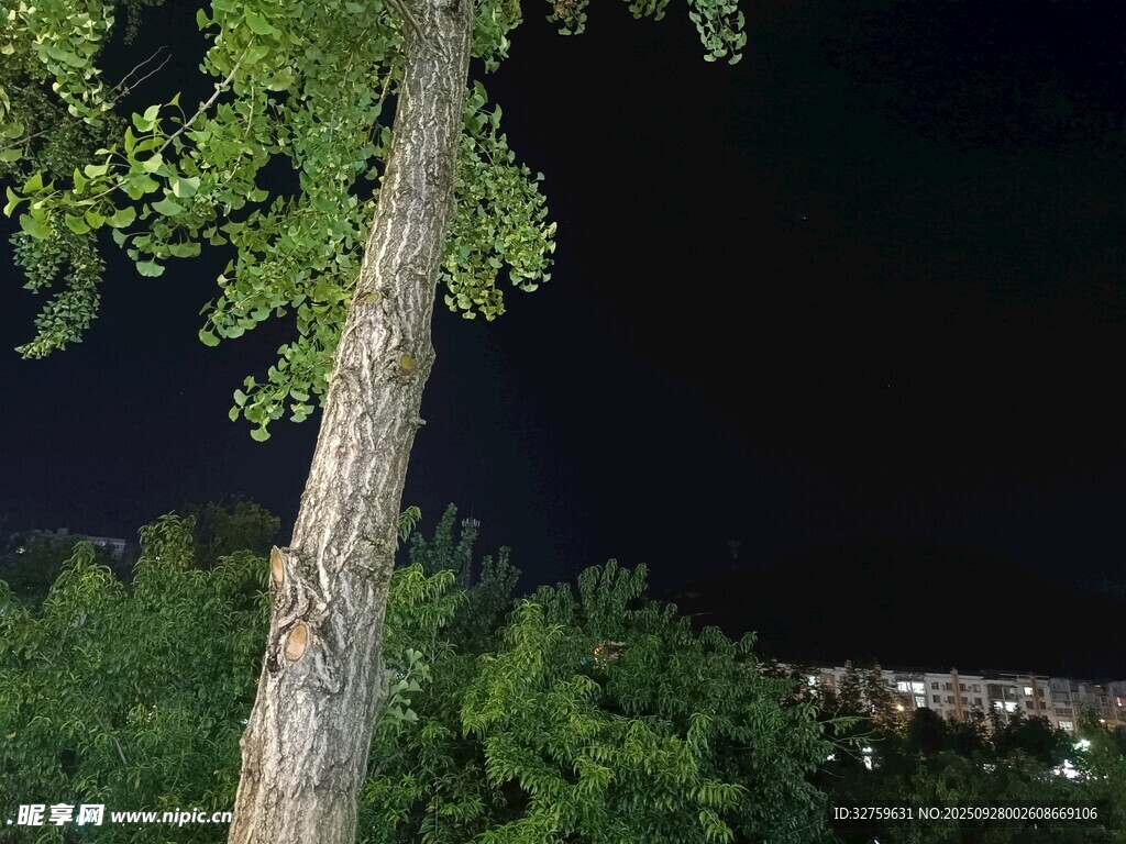夜晚樹下景色
