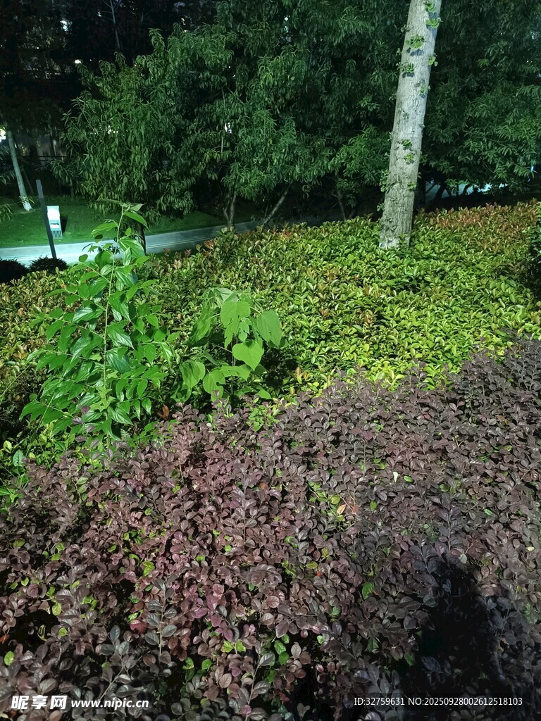 夜間綠植景觀