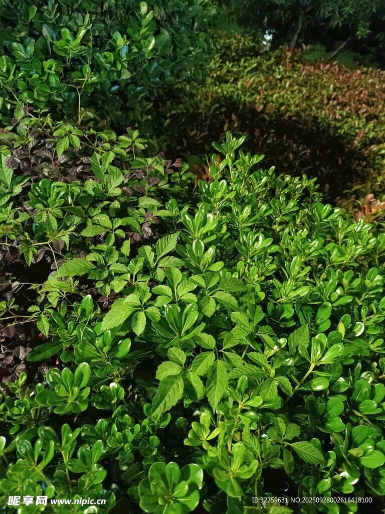翠綠繁茂的植物景觀