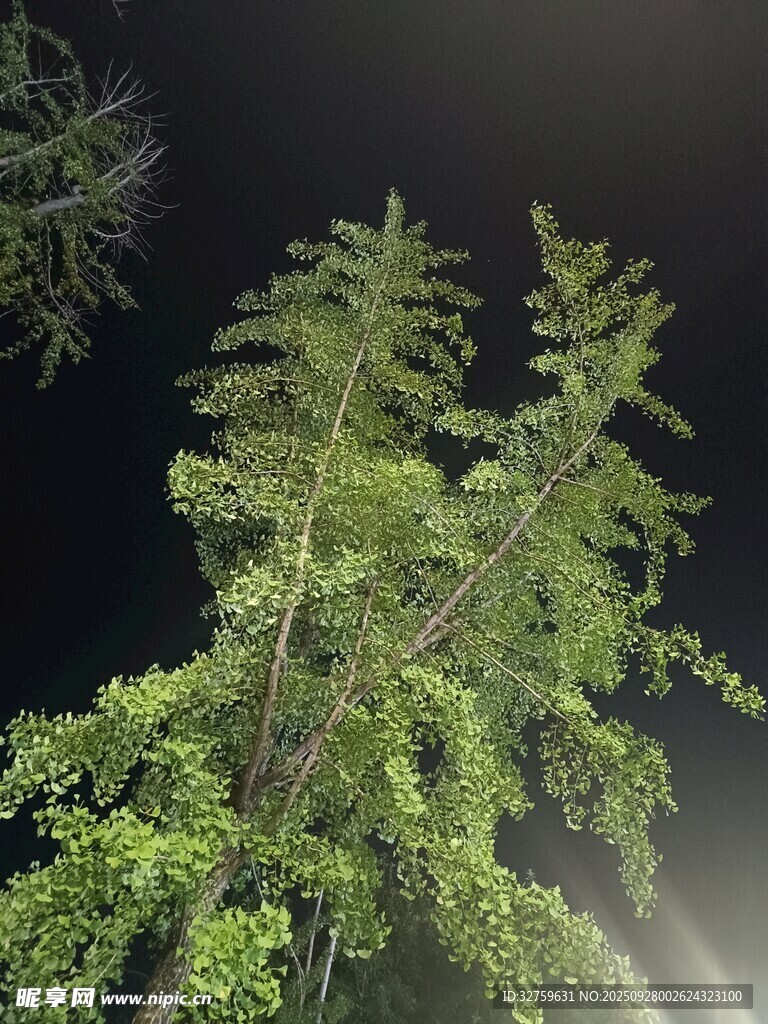 夜空下的蔥郁樹(shù)木