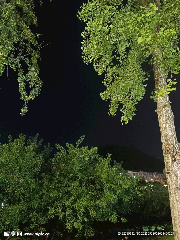 夜晚綠樹景致