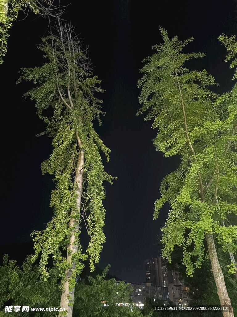 夜下蔥郁樹木景觀