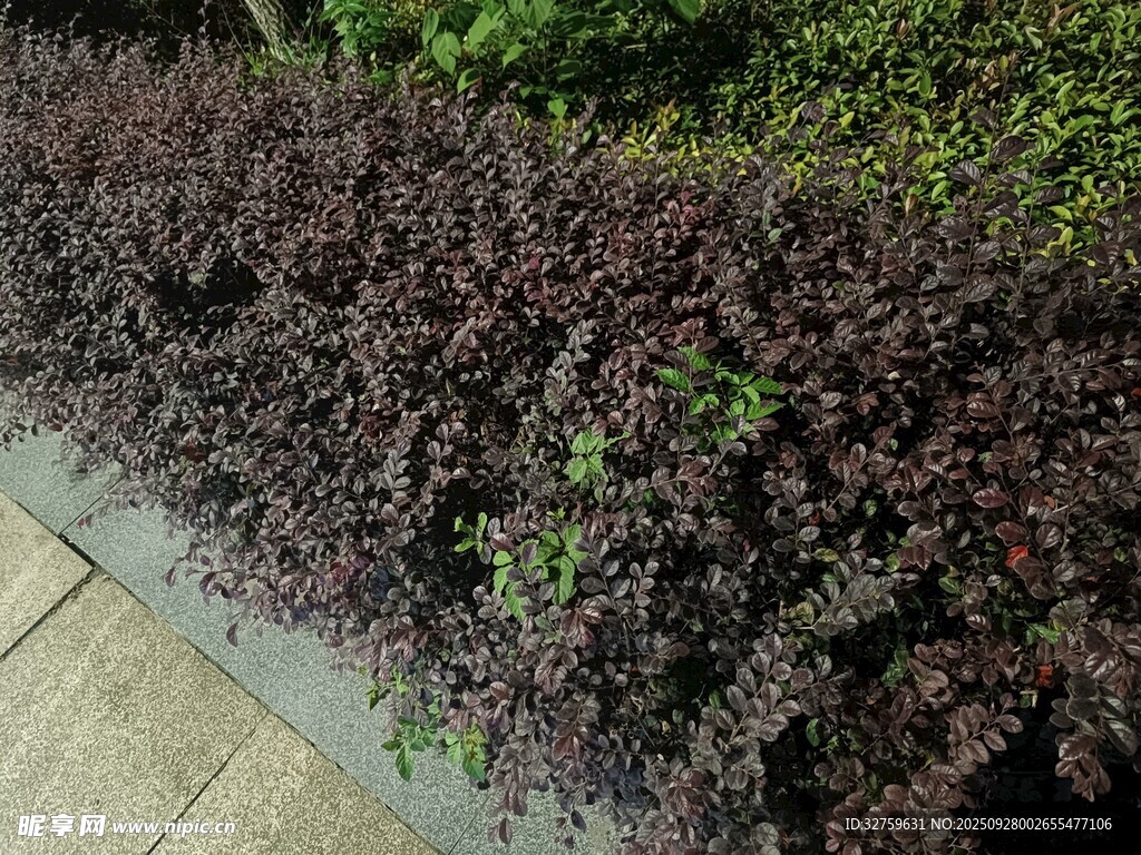 紫色矮叢植物景觀