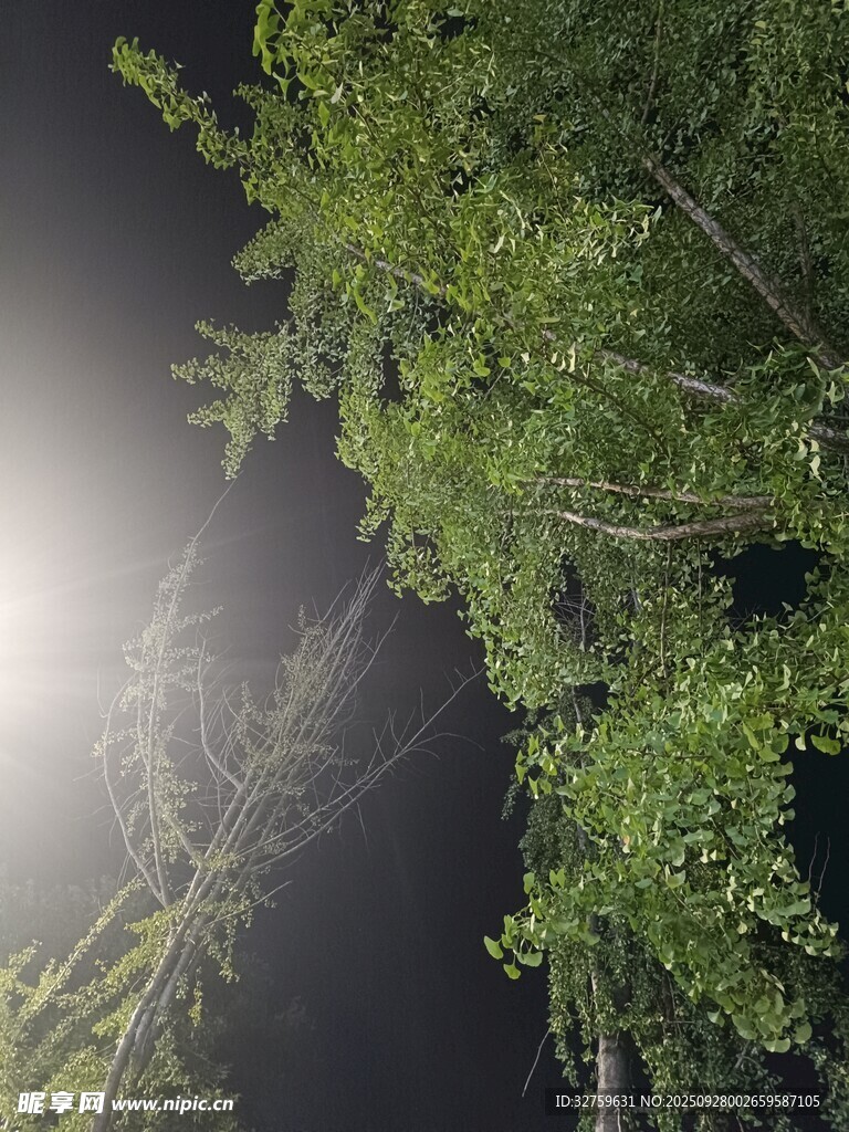 仰望夜空下的繁茂綠樹