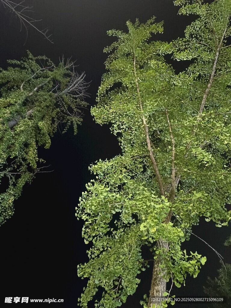 夜間翠綠樹木特寫