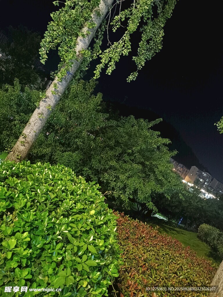 夜晚綠植景觀