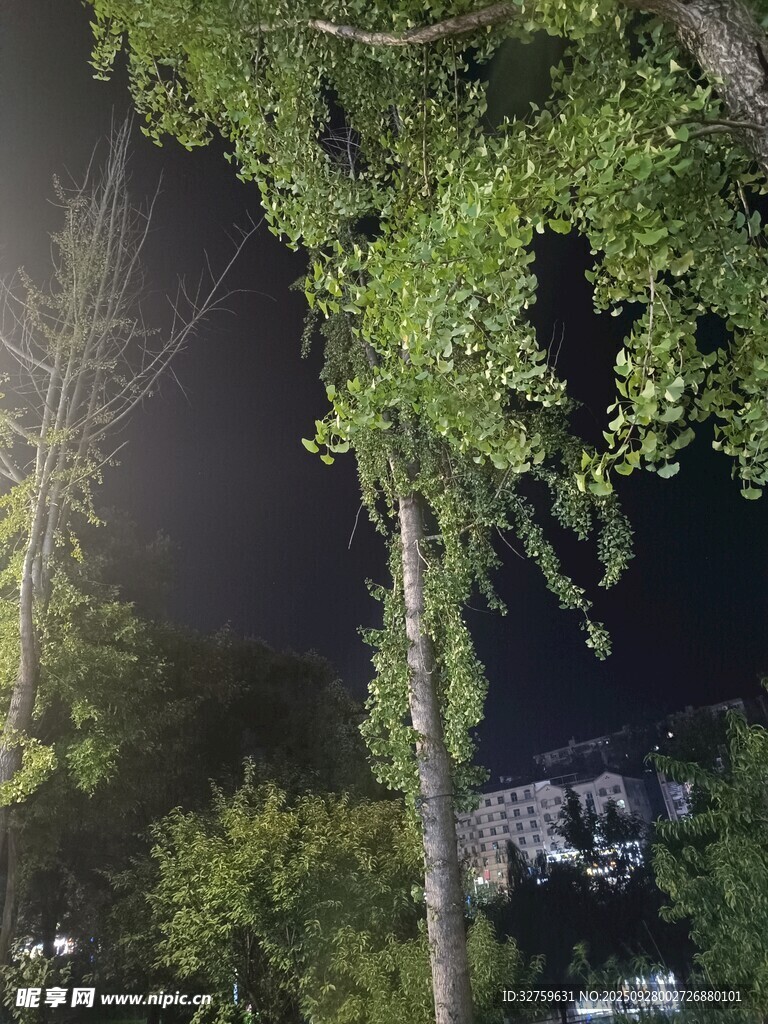 夜晚繁茂樹枝下的靜謐景象