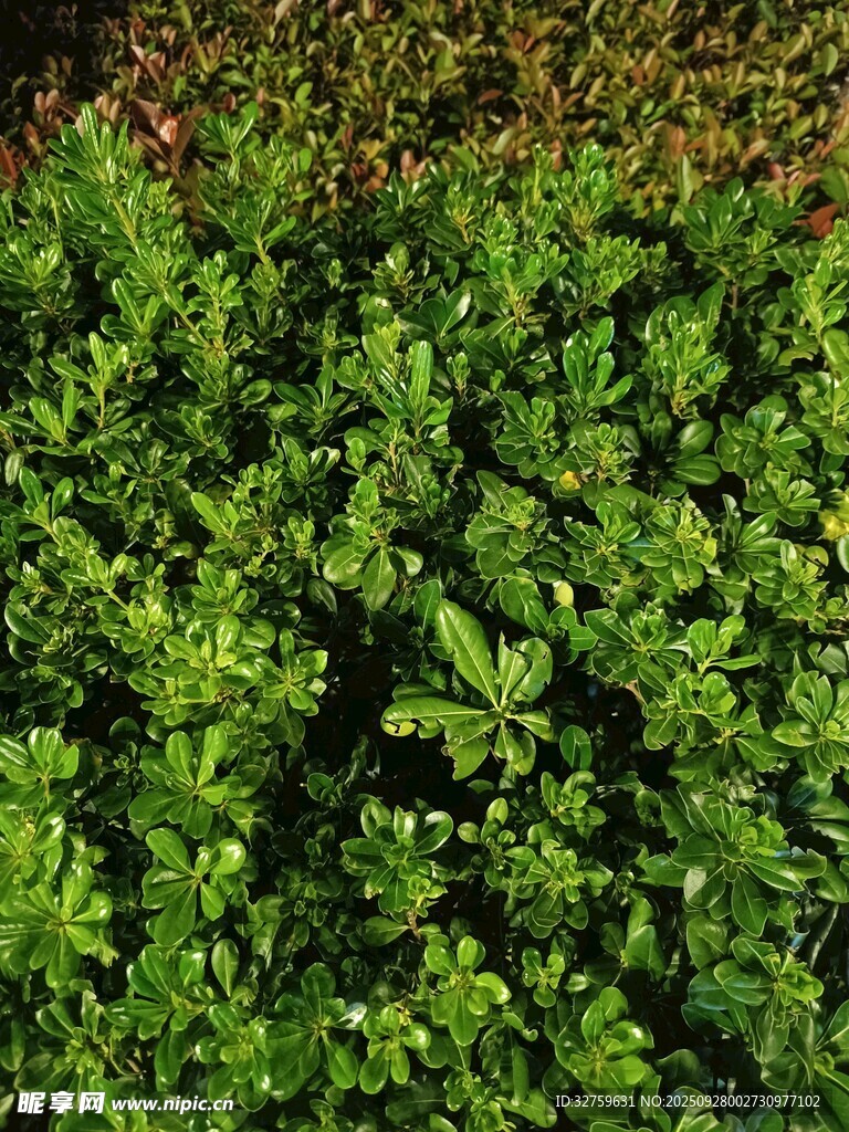 翠綠茂盛的新鮮歐芹