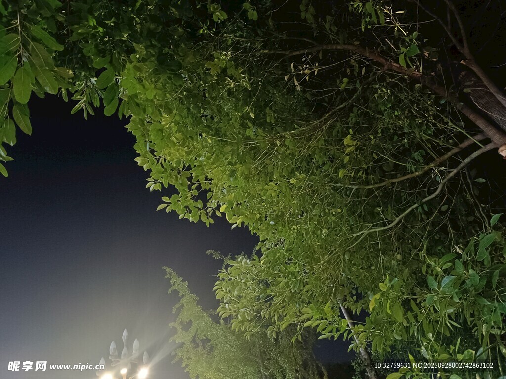 夜晚繁茂綠樹景象