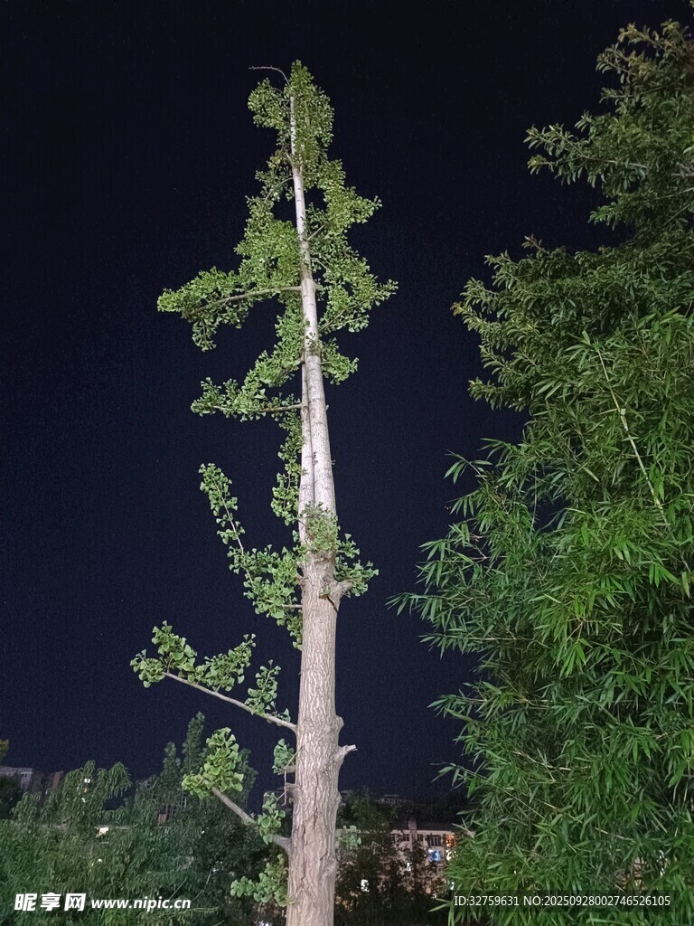 夜中挺拔的單棵高大樹木