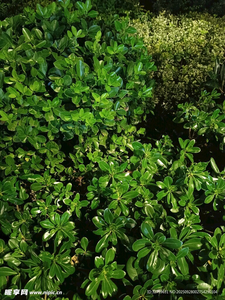翠綠繁茂的植物景觀