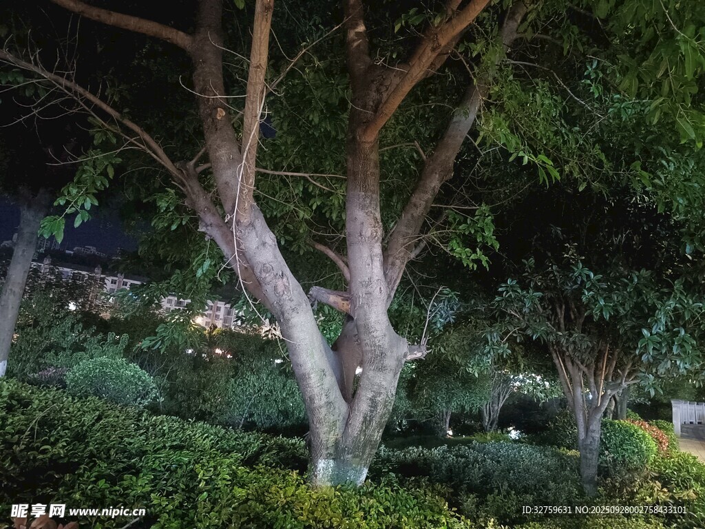 夜間園林樹木景觀