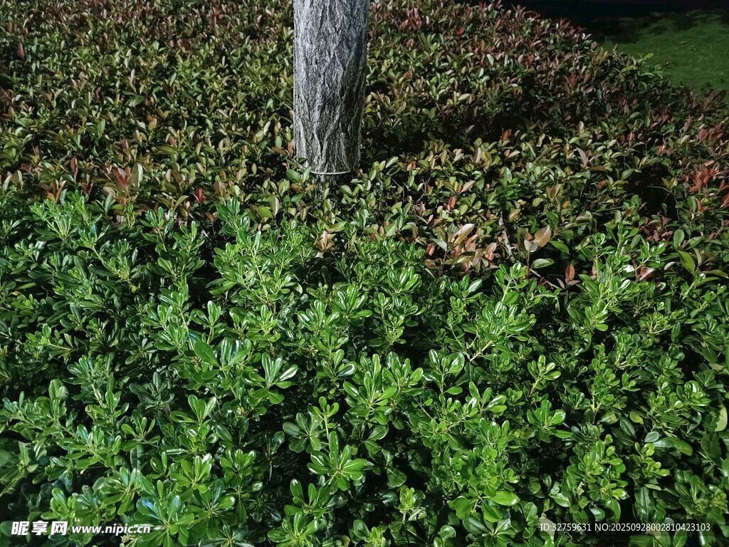 綠植叢中水流傾瀉