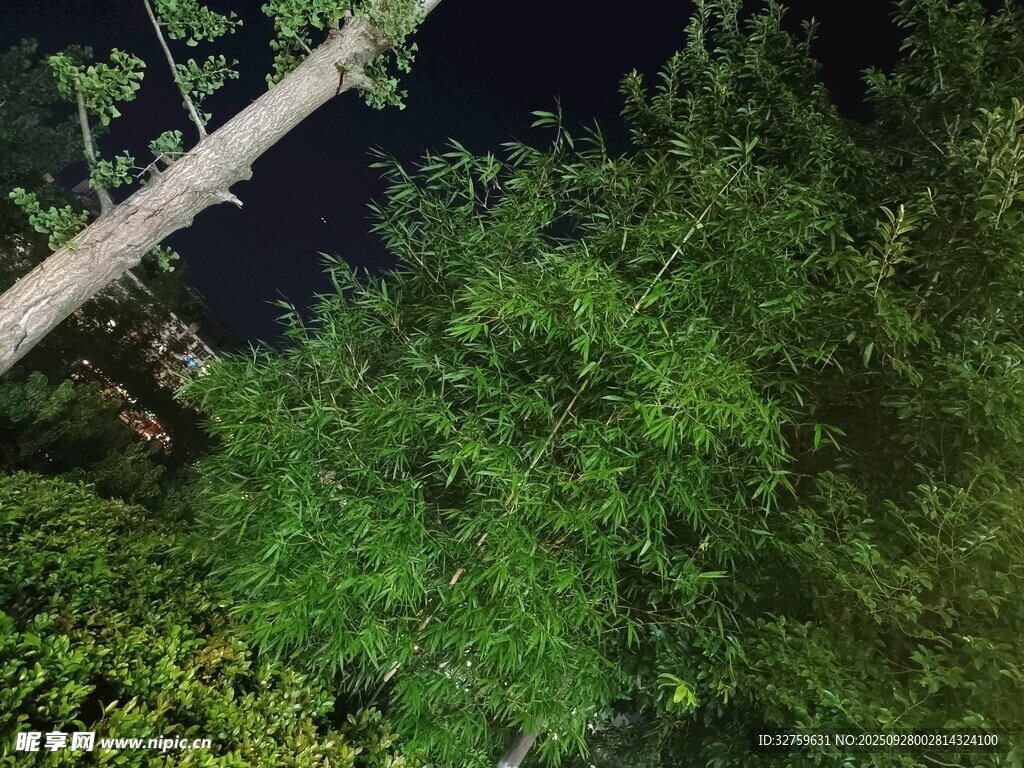 夜晚蔥郁綠植景象