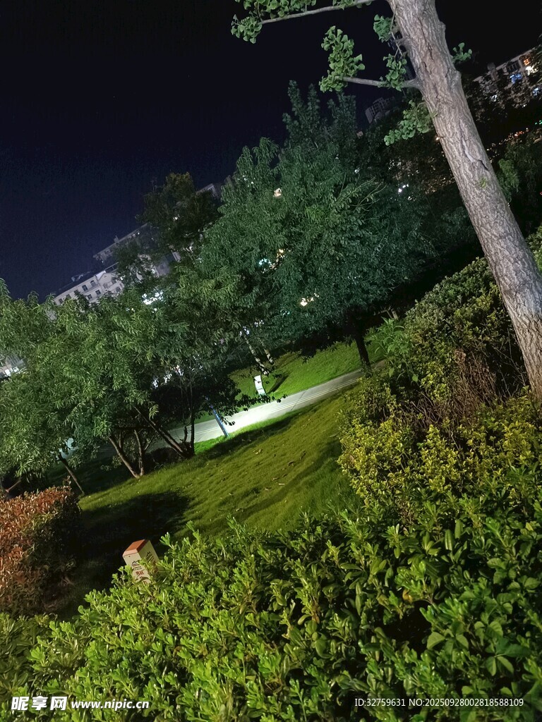 夜晚公園綠植景觀
