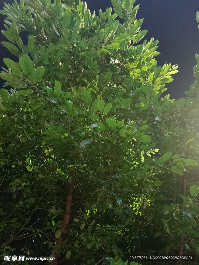 夜幕下的蔥郁綠樹