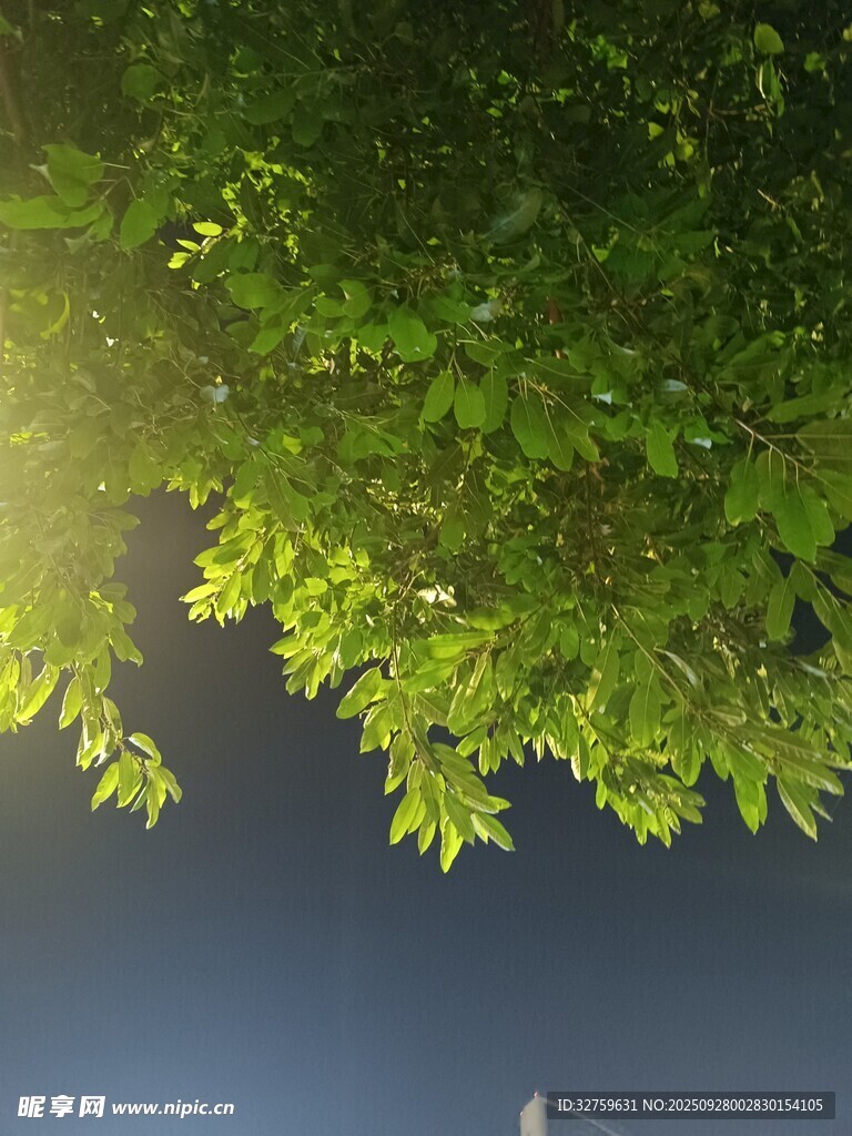 陽光透過綠葉灑向藍天