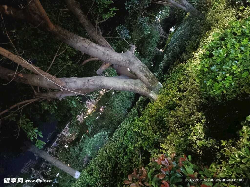 俯瞰繁茂森林中的蜿蜒樹根