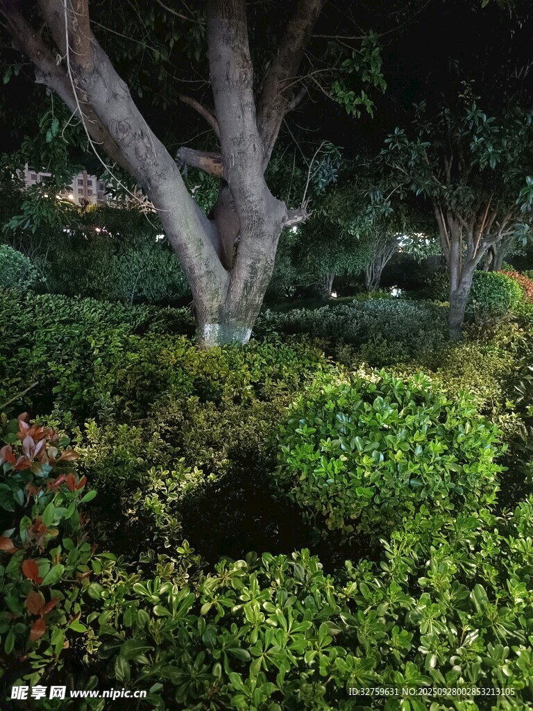 夜晚樹下繁茂綠植景觀