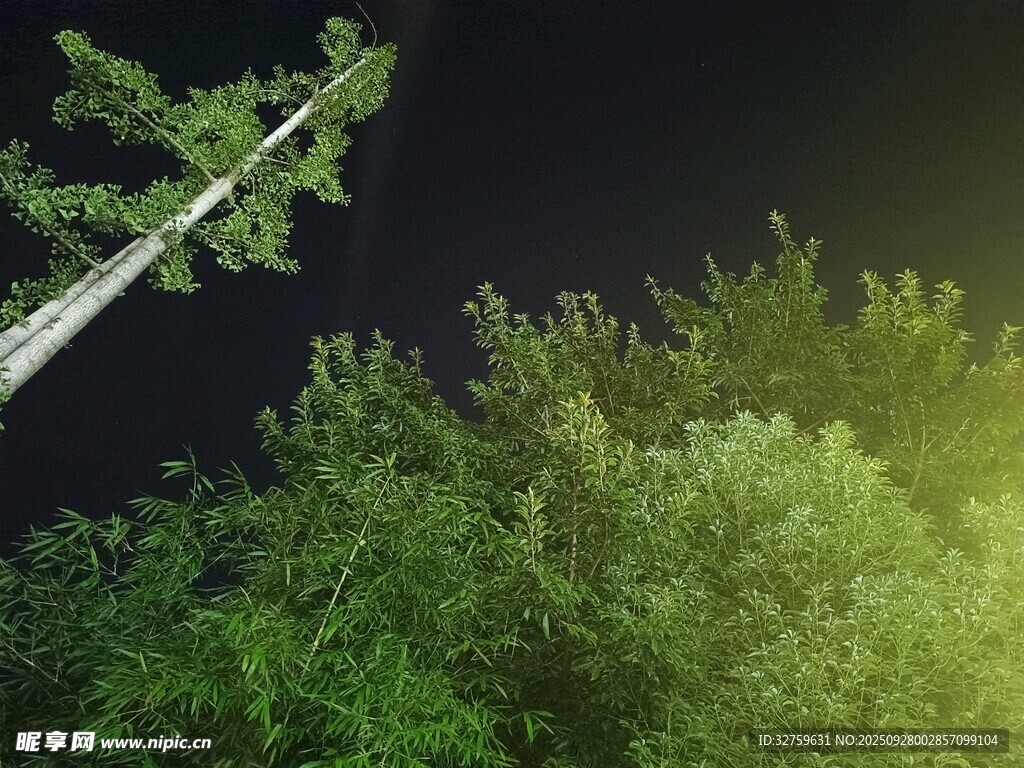 夜晚林中樹(shù)梢景象