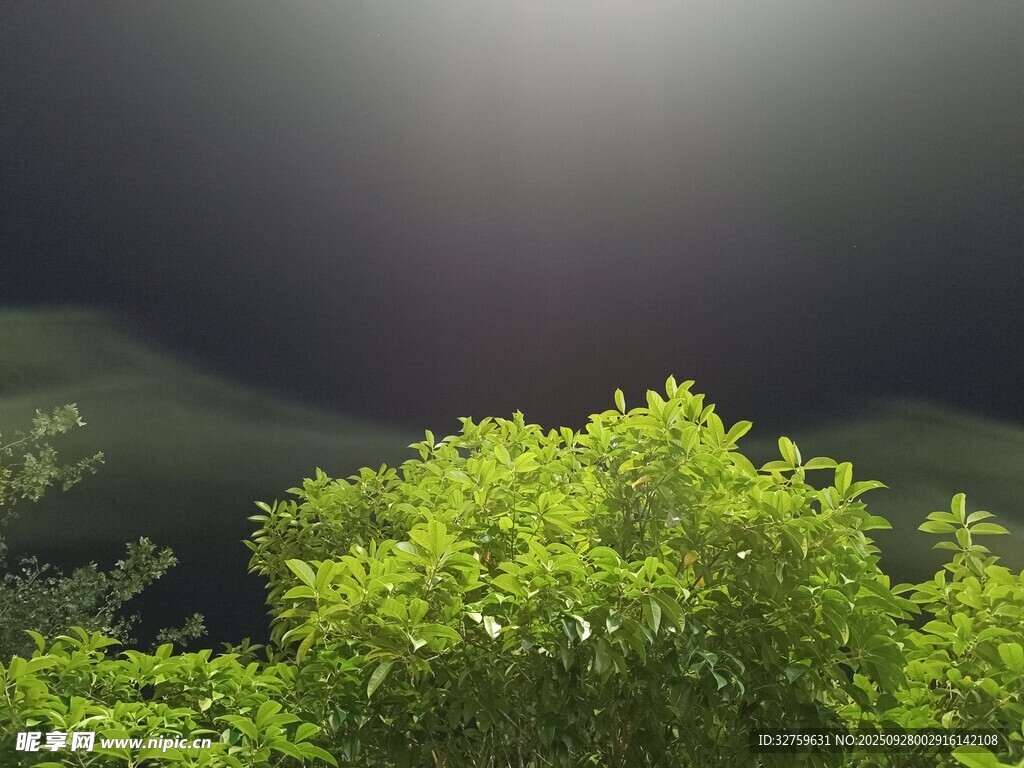 陽光下的翠綠灌木叢
