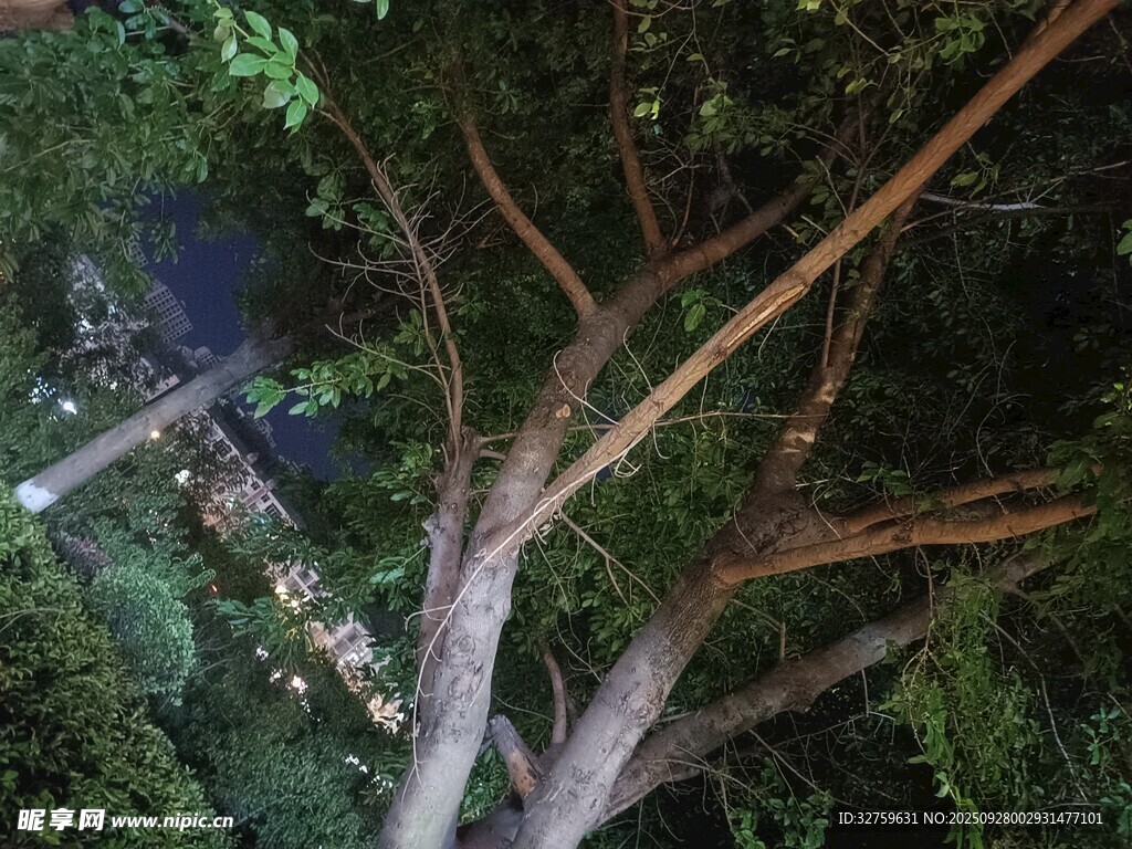 俯瞰繁茂樹林中的景象