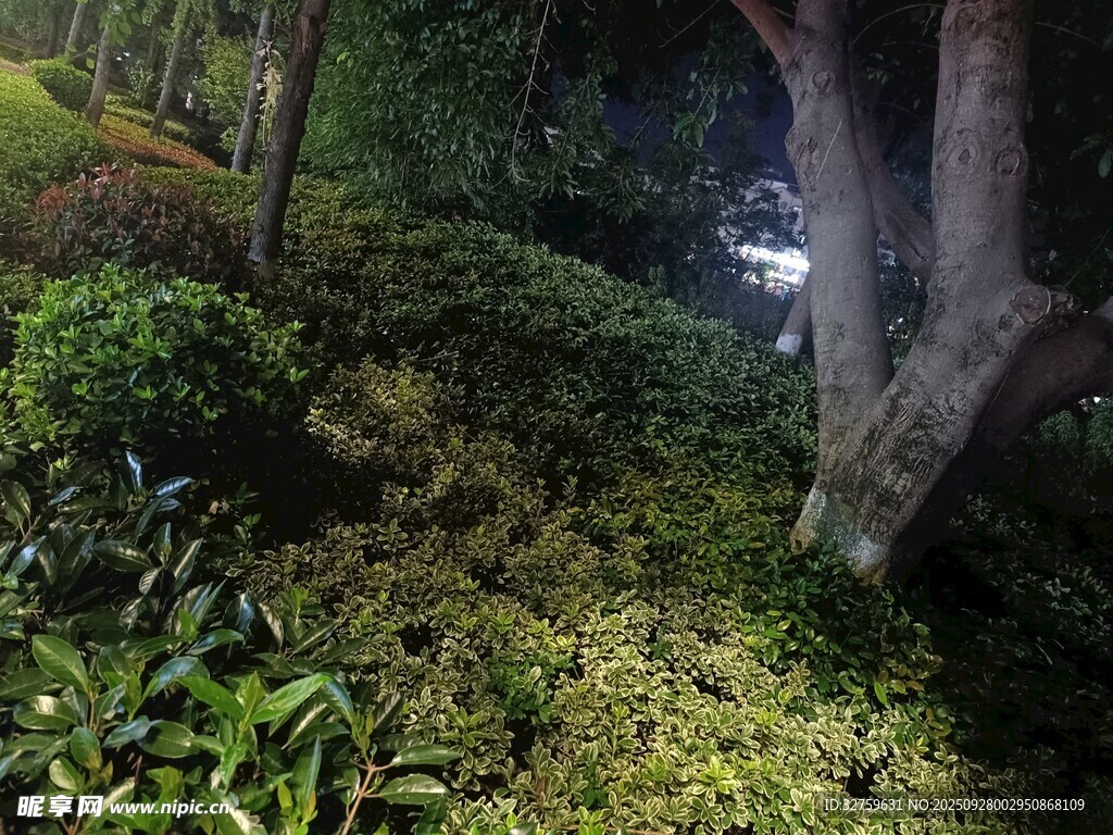 林間光影下的繁茂綠植