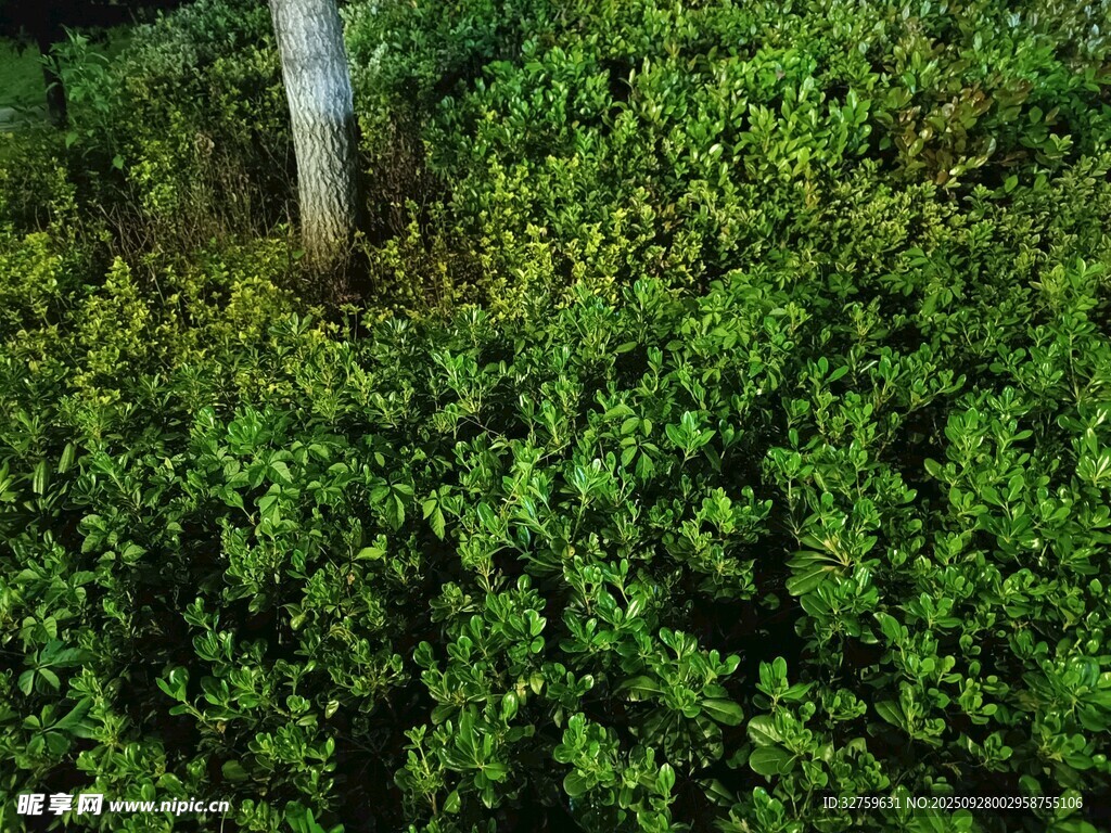 茂密綠植中的樹干