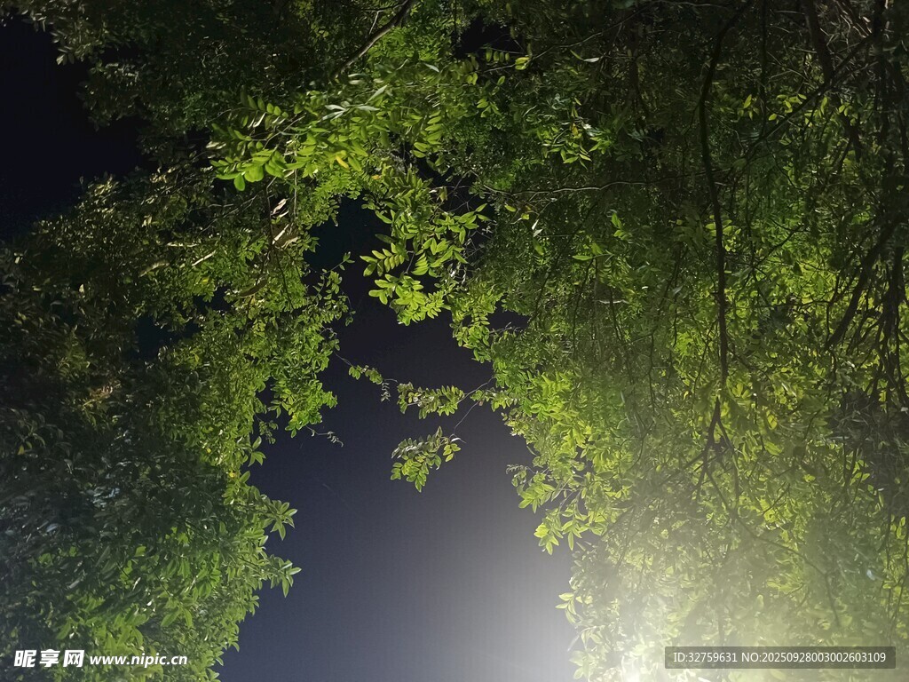 林間天光 