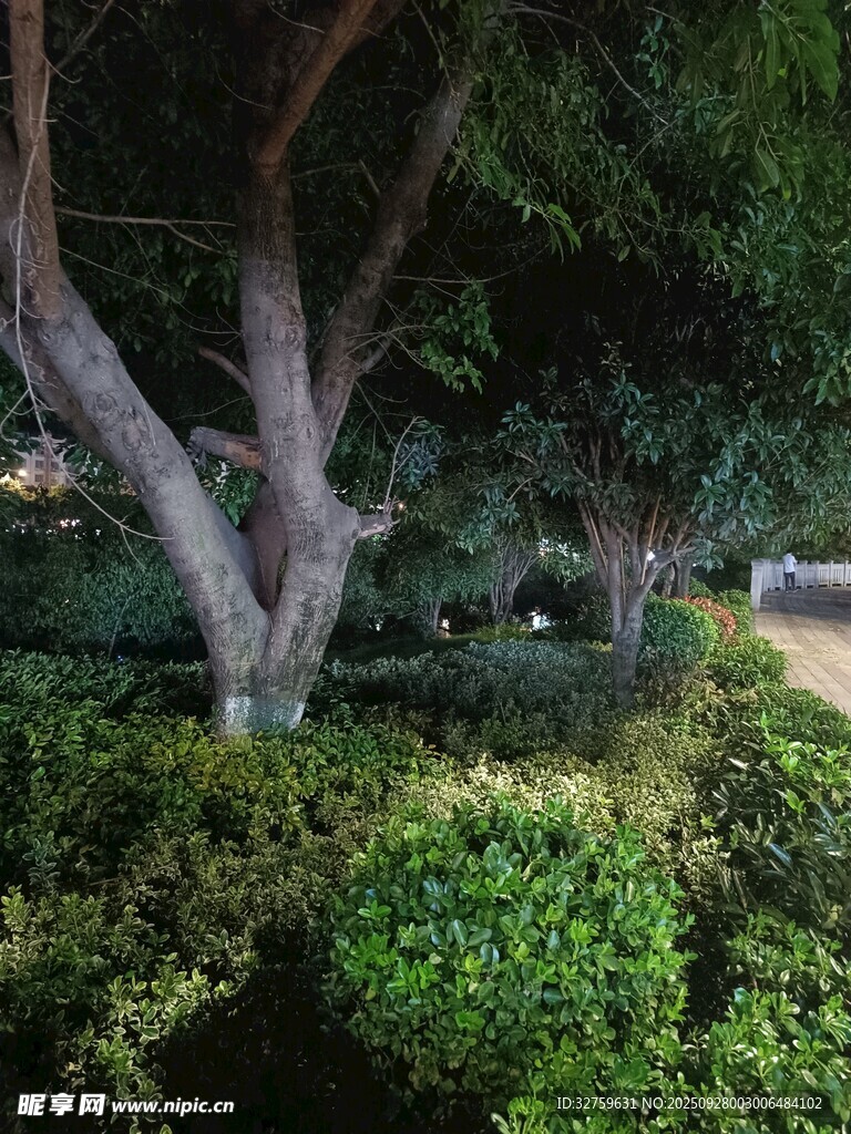 繁茂綠植與樹木景觀