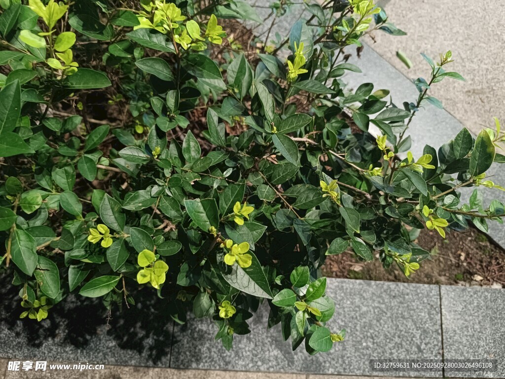綠葉黃花的植物景觀