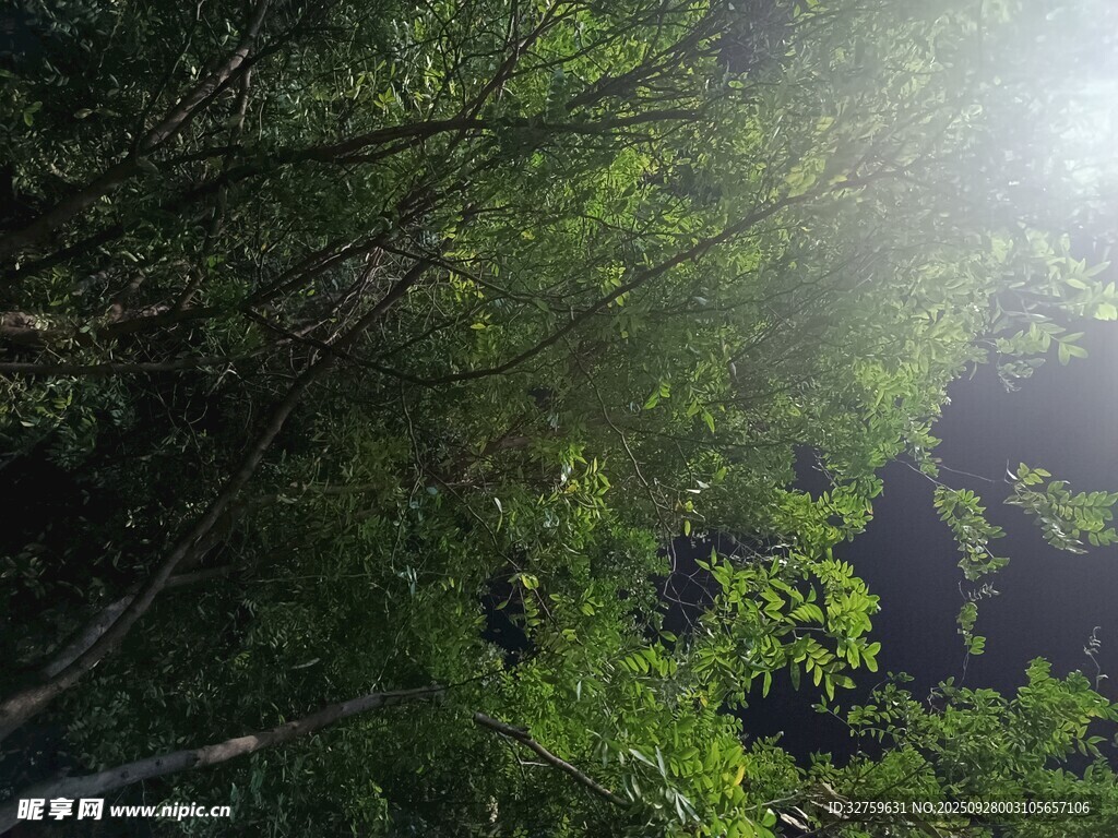 陽(yáng)光穿透茂密樹林景象