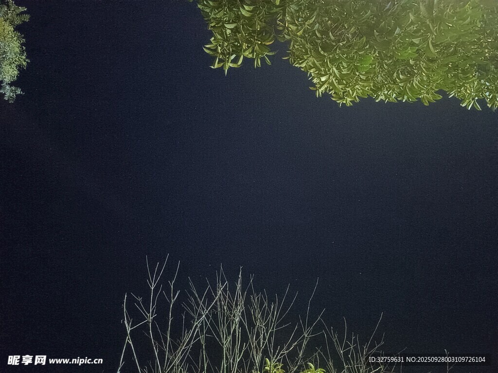 靜謐水面上的綠植倒影