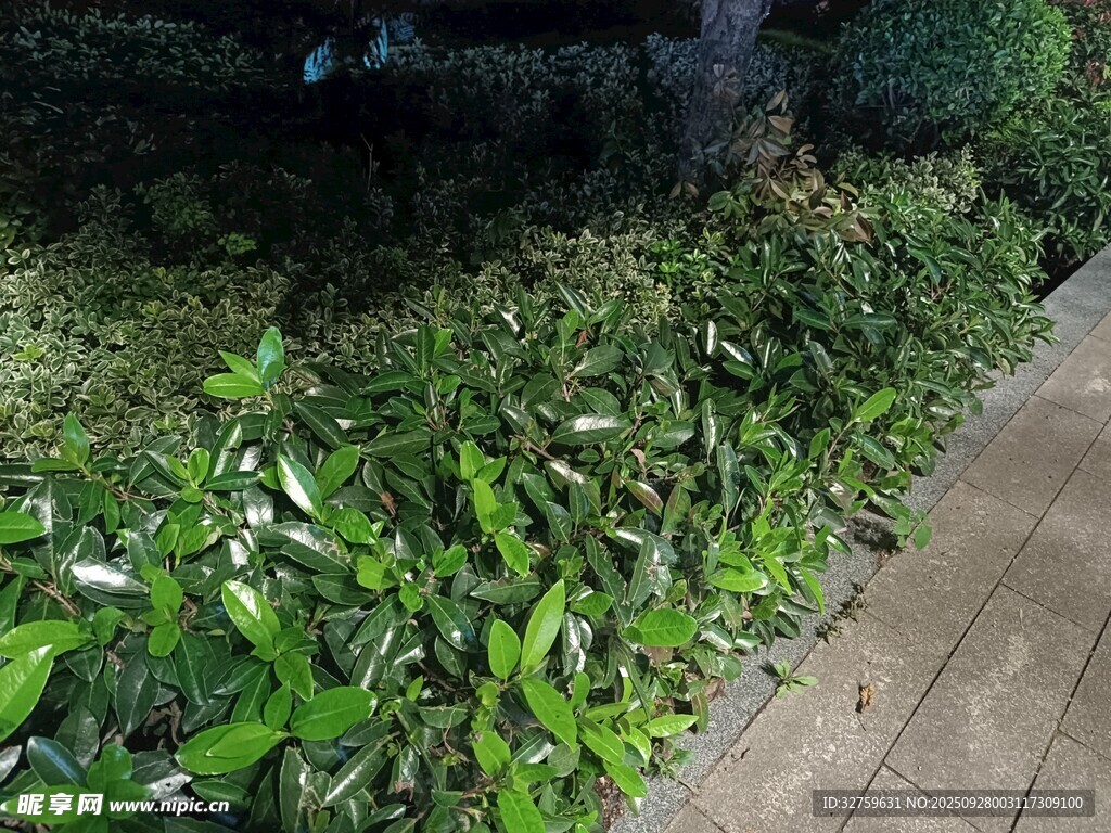 路邊翠綠繁茂的植物景觀