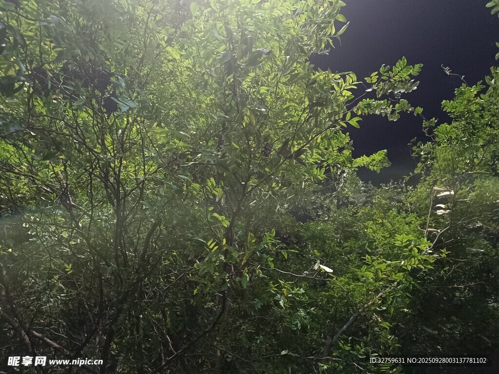 夜晚林間灑下的斑駁光束