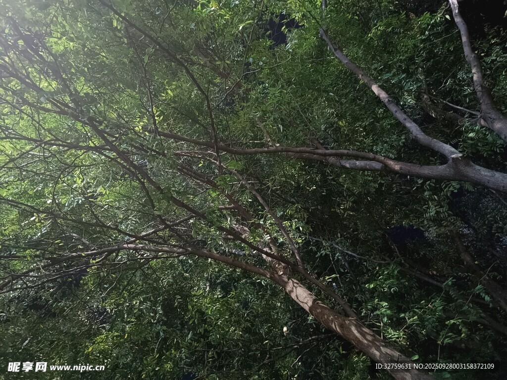 仰視茂密森林樹冠景象