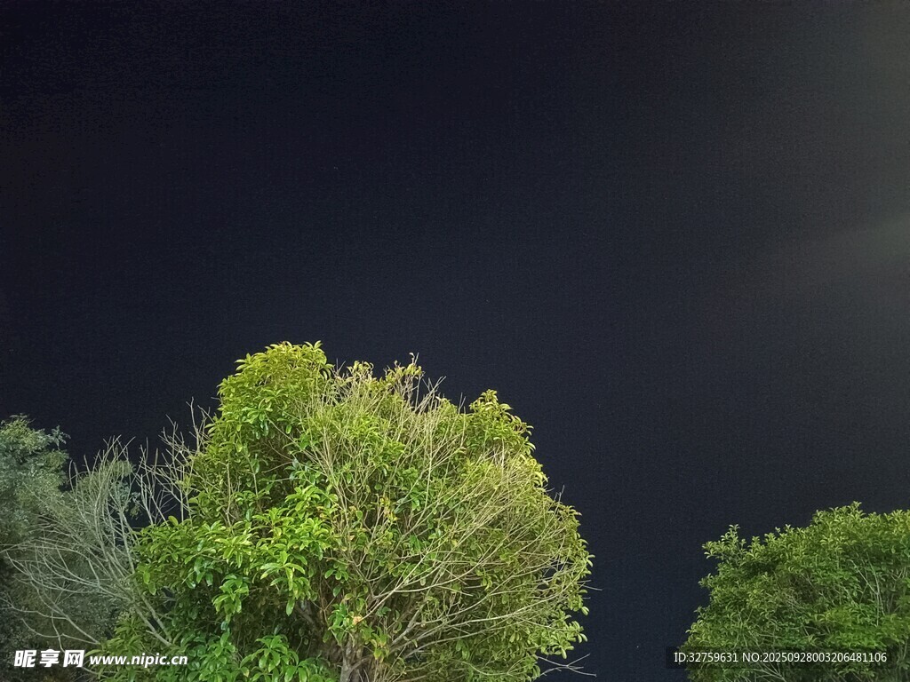 夜幕下的蔥郁樹木