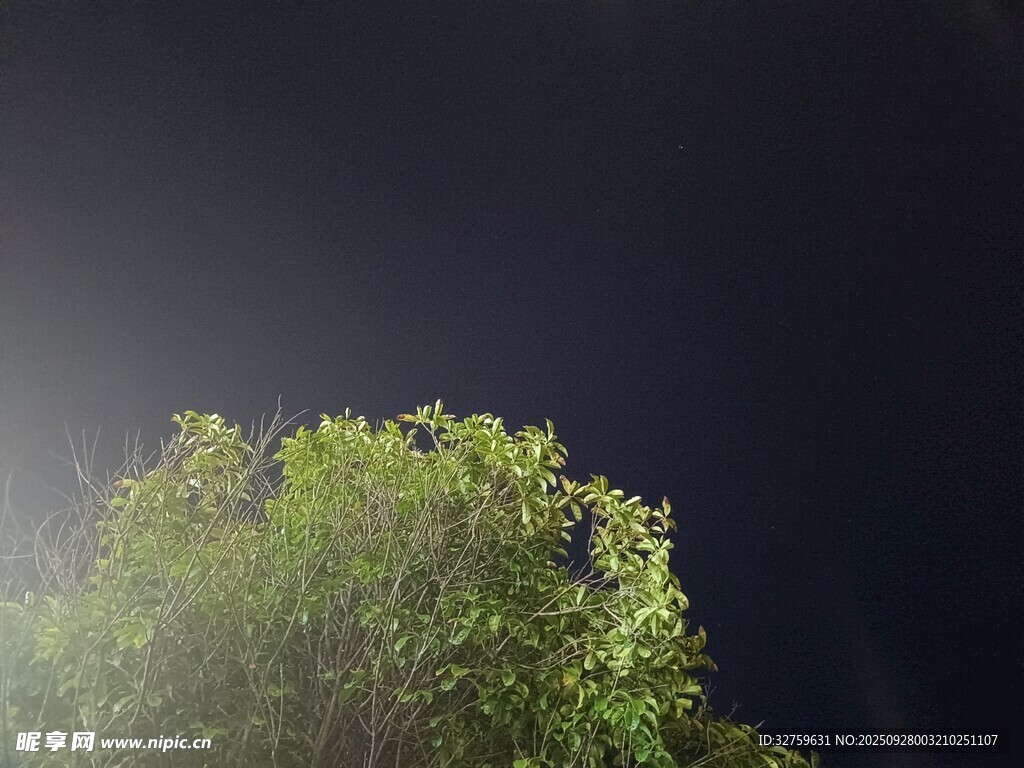 暗夜中閃耀的翠綠樹冠