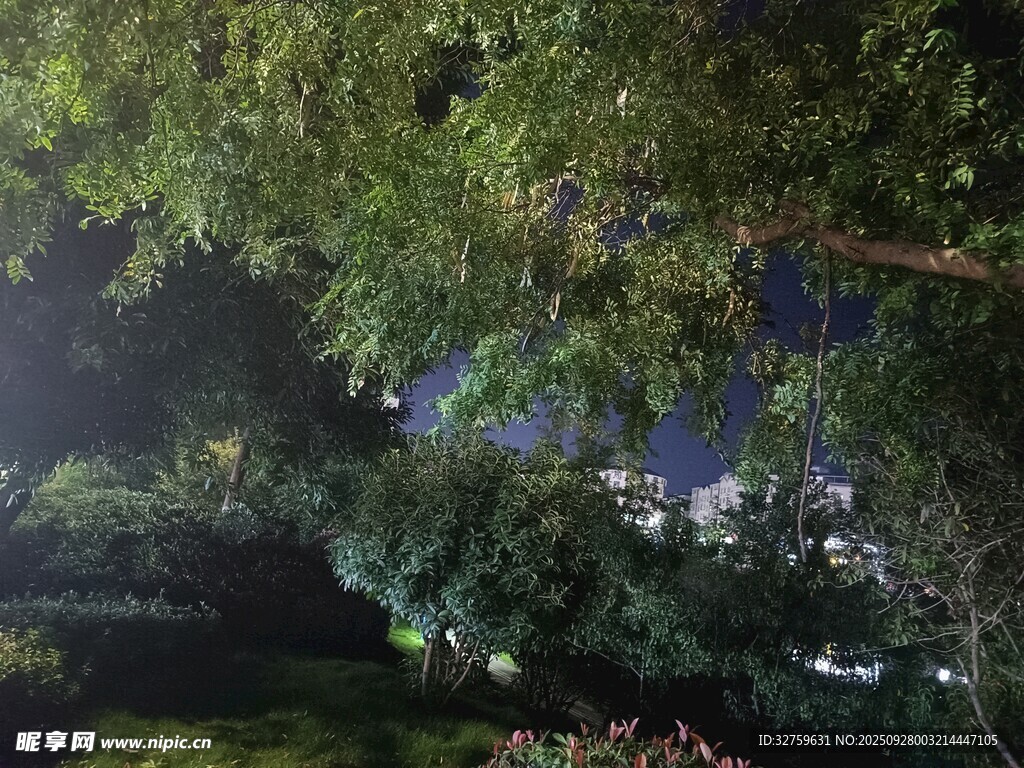 夜晚繁茂樹(shù)木景觀