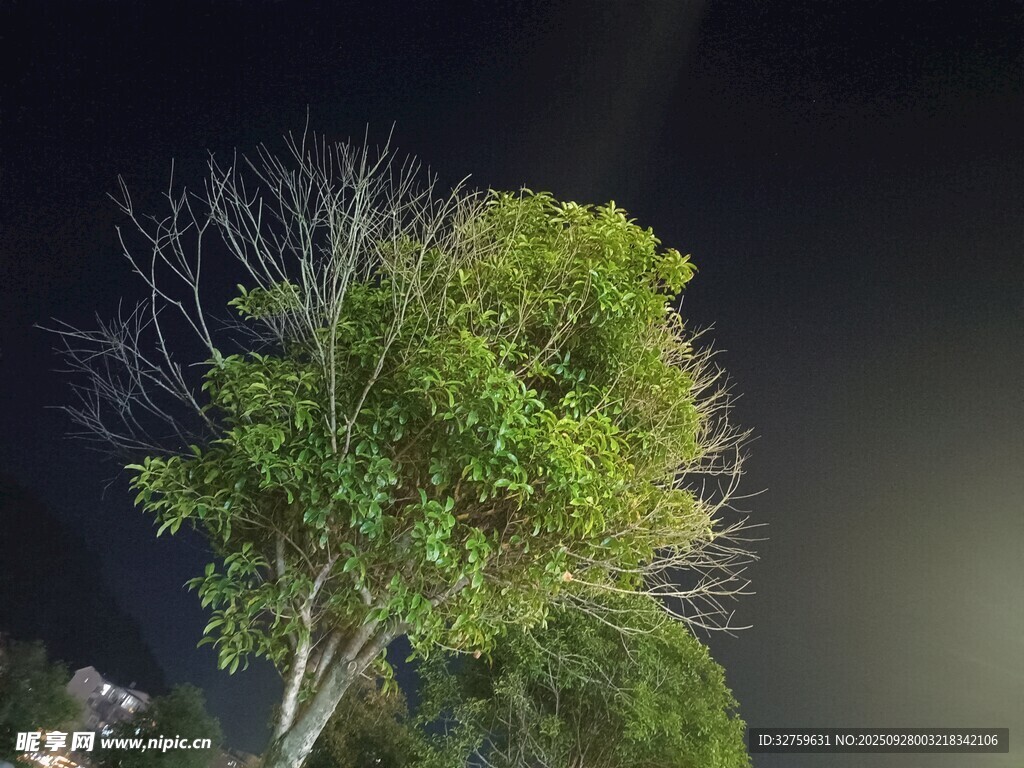 夜空下的蔥郁樹木