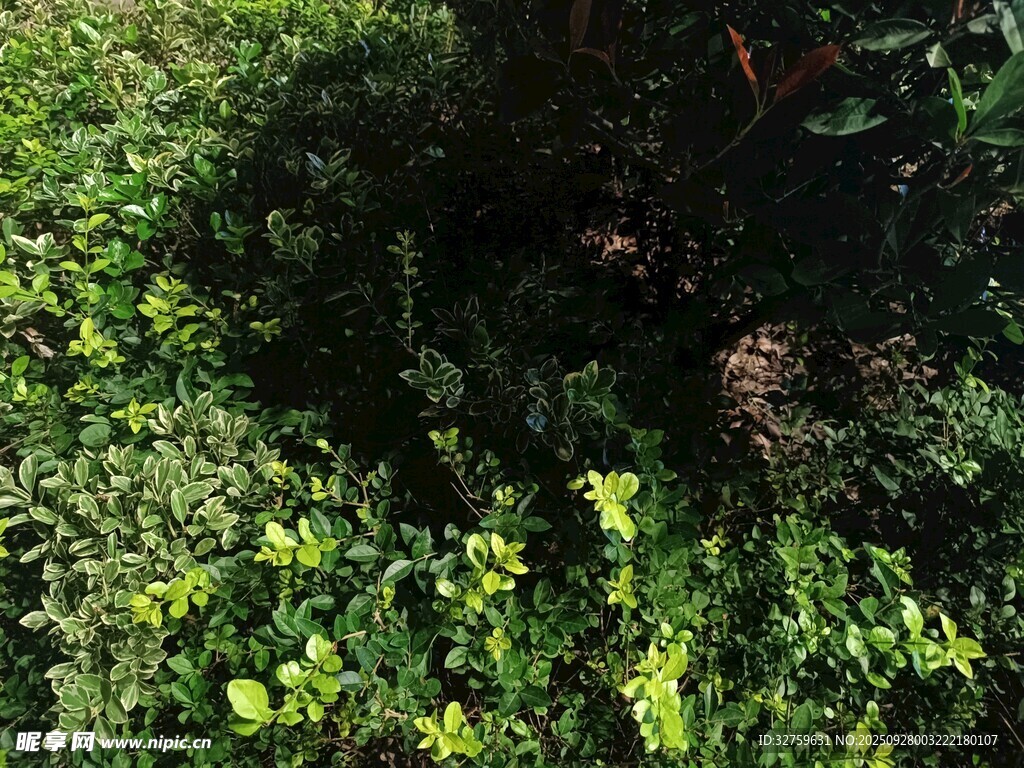 綠意盎然的草地景觀