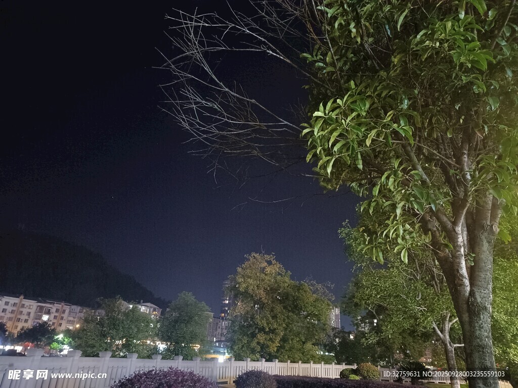 夜晚樹(shù)影下的靜謐場(chǎng)景