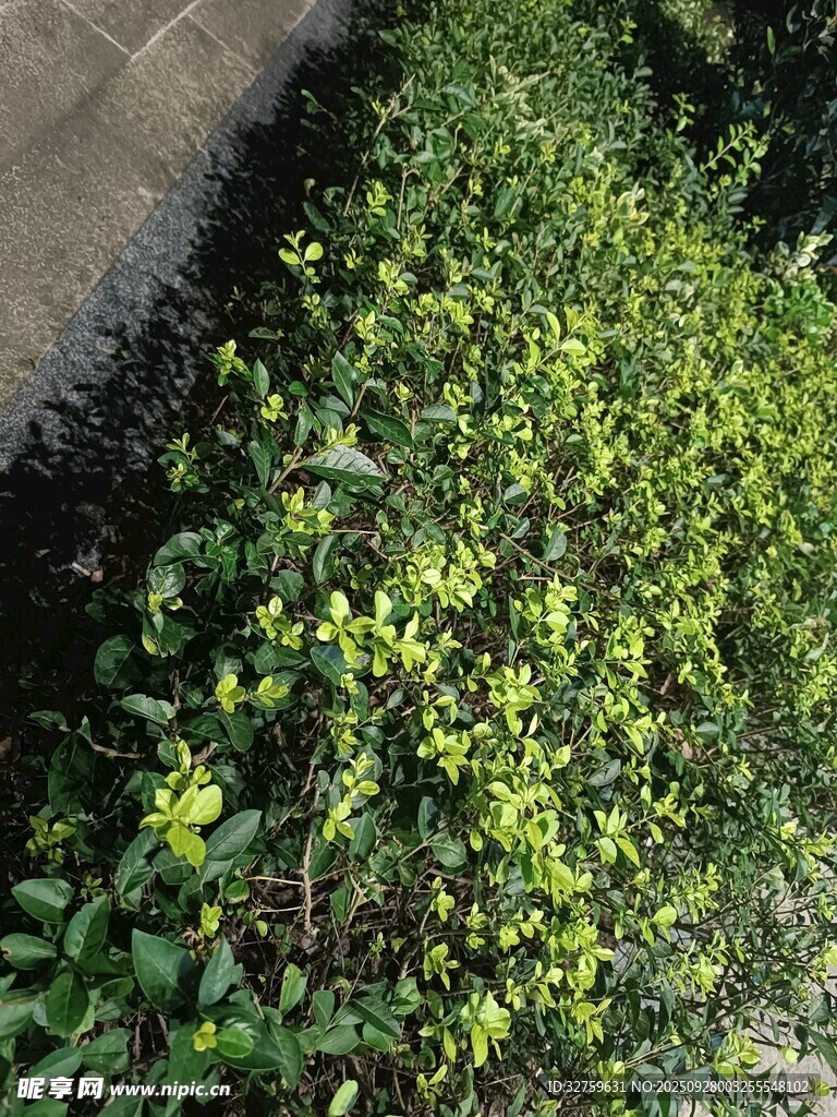 路邊嫩綠繁茂的叢生植物