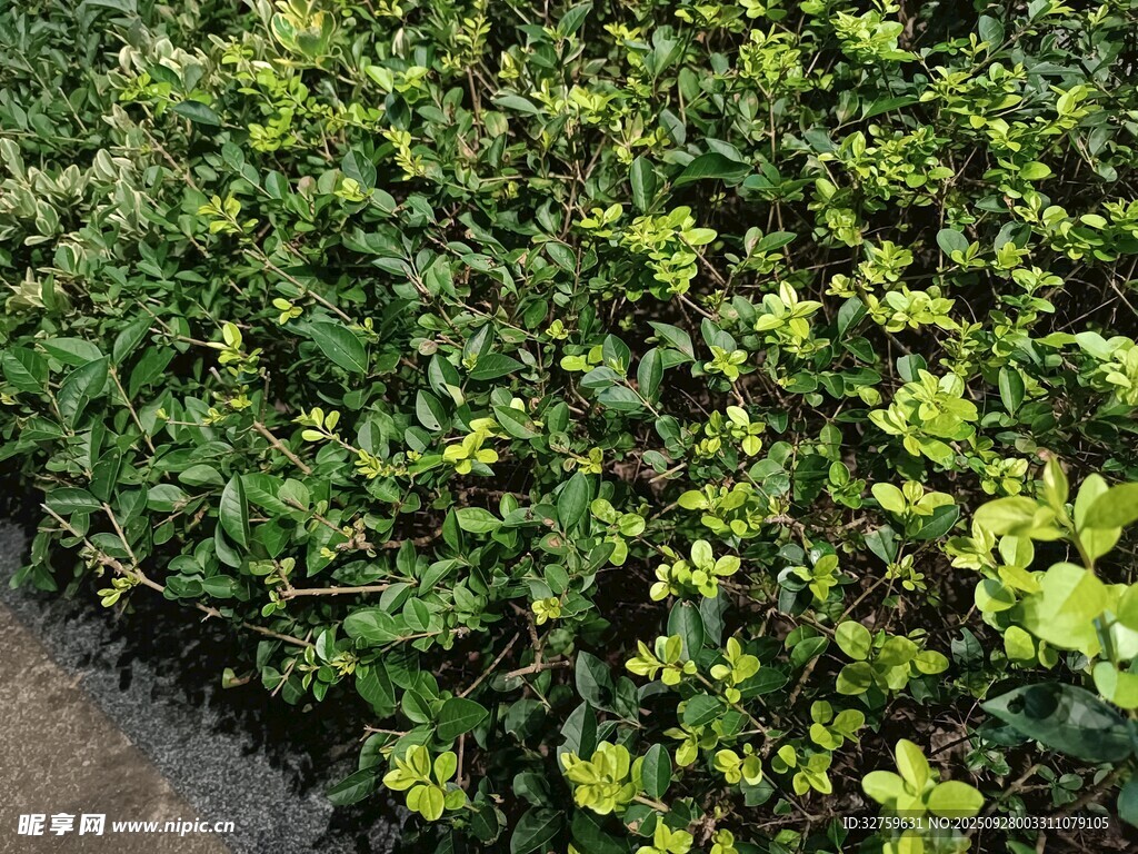 翠綠繁茂的灌木叢景觀